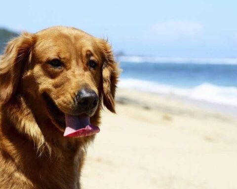 friendly dog beaches