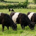 Belted Galloway cattle