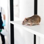 rodent
